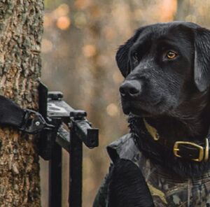 How to Teach a Dog to Hold: Training a Mouthy Dog