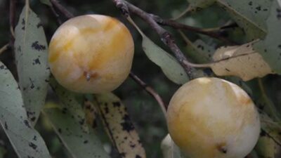 How to Identify a Wild Persimmon Tree | Mossy Oak Gamekeeper