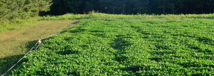 Successful Spring Food Plot