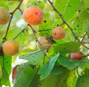 Understanding The American Persimmon