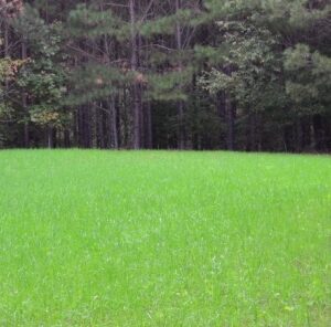 4 Key Steps to a Successful No Till Food Plot