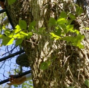 4 Tips for Treestand Placement