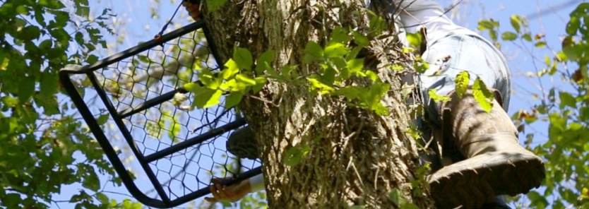 Treestand Placement