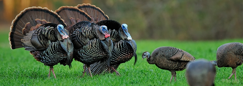 food-plot-game-bird