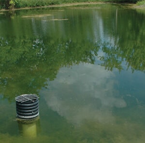 Fish Pond Fertilization Explained