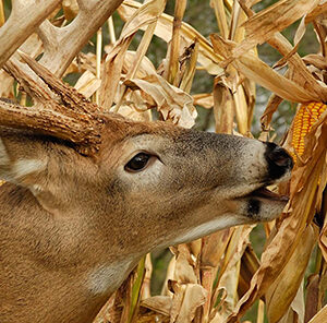 Biologic’s Wildlife Sweet Corn: A GameKeepers Secret