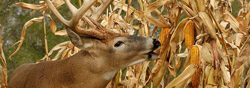 Biologic's Wildlife Sweet Corn