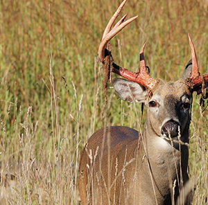 Deer Antler Velvet – What is it?