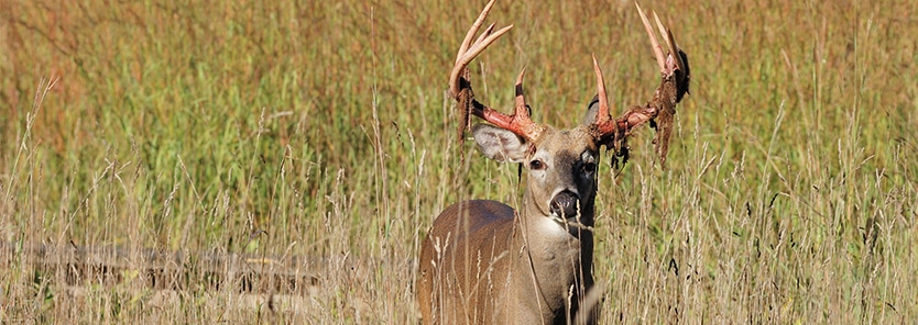 deer-antler-velvet