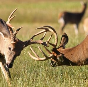 Early Season Antler Rattling Tips