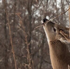 2 Best Tactics for Taking a Late Season Buck