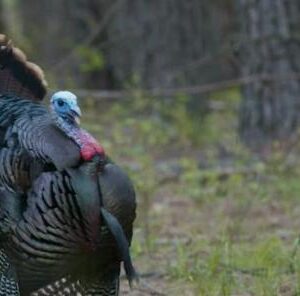 Turkey Bliss: 5 Things Wild Turkeys Need