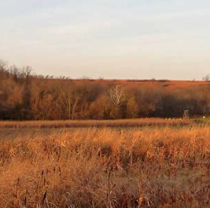 Turkey Habitat: The Perfect Turkey Hunting Grounds