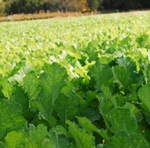 Late Winter Tips for Improving Food Plots