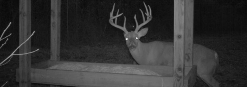 How to Tail Cameras Work for Deer Managers