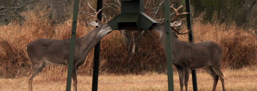 Supplemental Feeding Deer