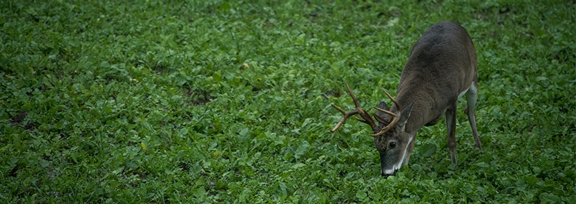 year-round-food-plot