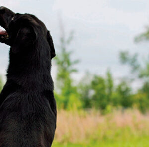 Duck Dog Training – Taking A Line