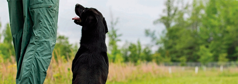 duck-dog-training-lining