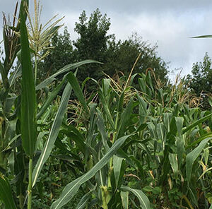 The Three Sisters: An Exciting Old, New Approach To Food Plots