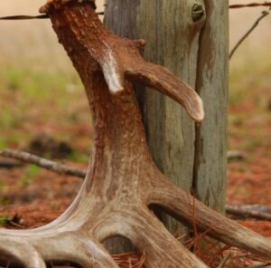 7 Tips For A Successful Shed Hunt