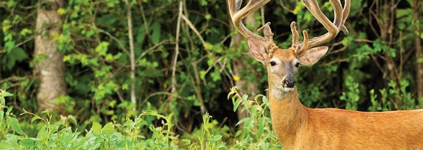 Biologic Spring Deer Protein Peas