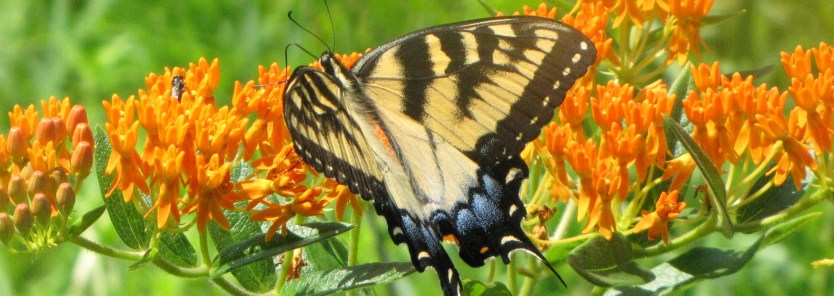 The Importance of Pollinators