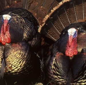 Turkey Talk: 3 Tips for Taking a Tom