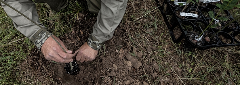 planting-trees-in-the-fall