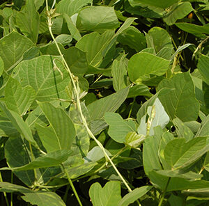 How to get Rid of Kudzu