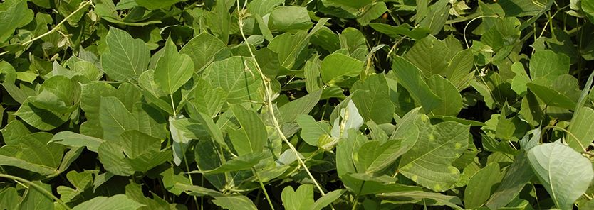 how to get rid of kudzu