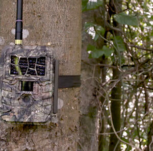 When to Check Trail Cameras