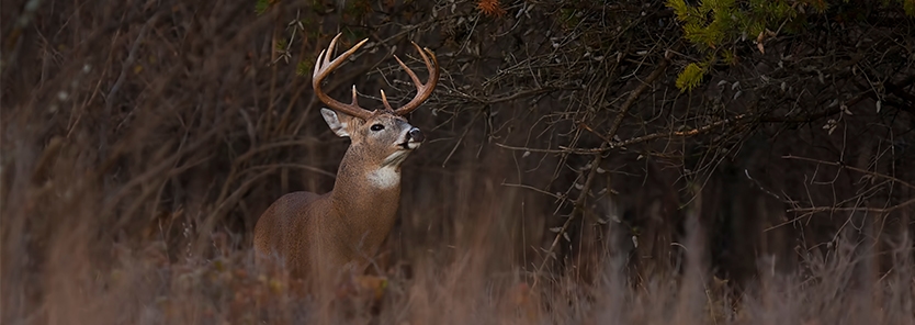 deer-thicket-cover-uses