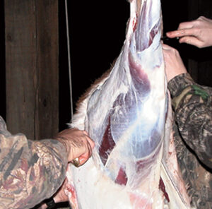 Aging Venison : How Long To Hang Your Deer