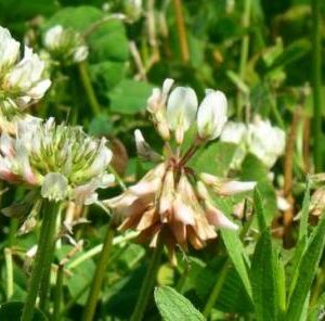 Improving Perennials for Early Season Whitetails