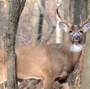 Is Your Deer Program Working?