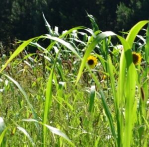 Planting for Game Birds : A Little Goes a Long Way