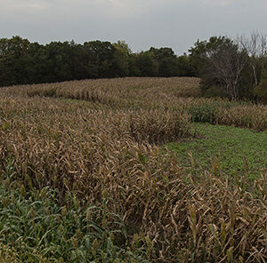 When to Plant Food Plots