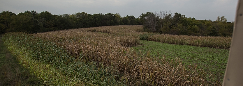 when-to-plant-food-plots