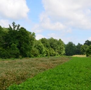 8 Tips for Keeping Summer Plots Weed Free