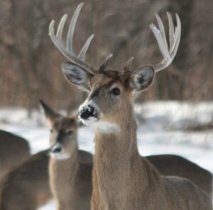 3 Times To Watch For Buck Movement