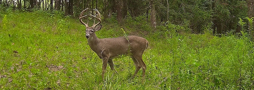 how-to-set-up-trail-camera-for-deer