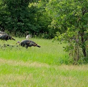 Creating Wild Turkey Habitat