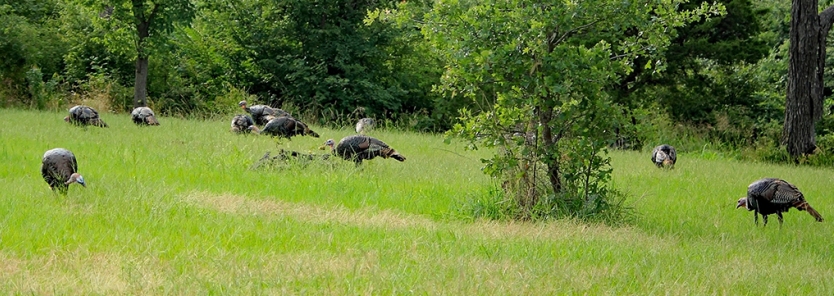 Creating Wild Turkey Habitat