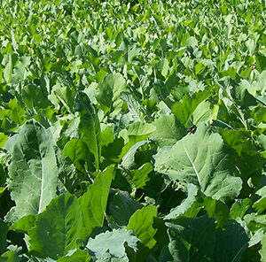 Foliar Fertilizer: Feeding Your Food Plot