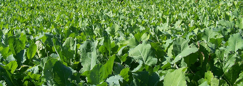 Foliar Fertilizer: Feeding Your Food Plot