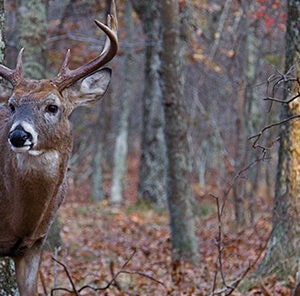 Best Oak Trees for Deer – Tree Food Plot