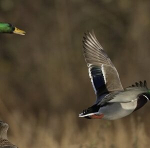 Mallard Duck: Species Profile