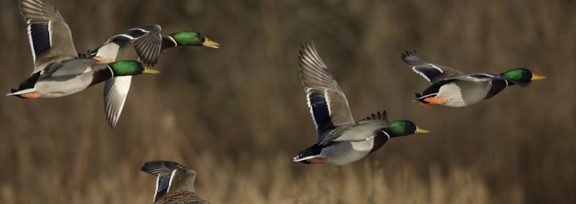 Mallard Duck