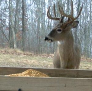 How to Feed Deer